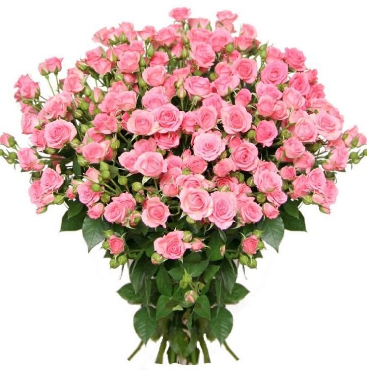 Кустовые розы от 3 800 руб.